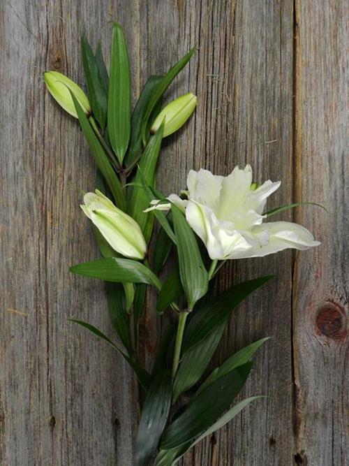 ROSE LILY  WHITE ORIENTAL LILIES